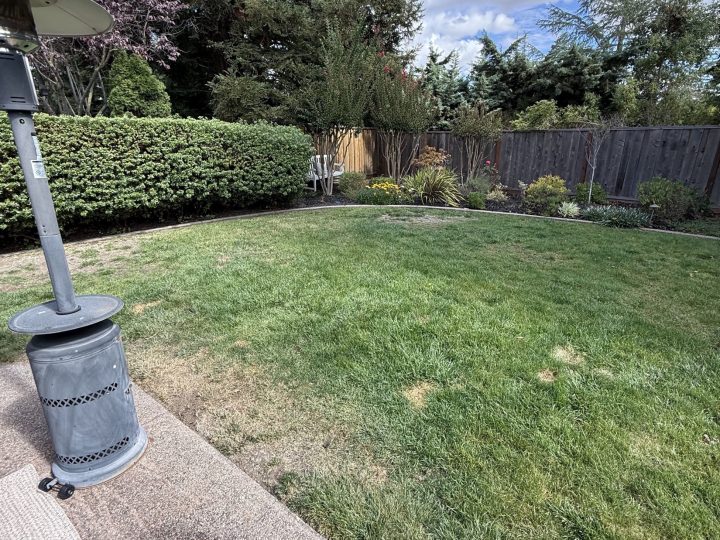 Backyard lawn before the Danville detached patio cover and outdoor kitchen project.